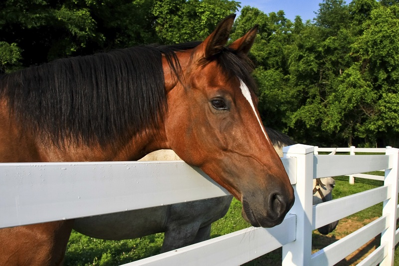 Aluminum Horse Fence