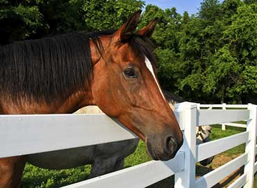 Aluminum Horse Fence